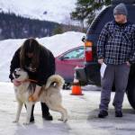 A dog not-so-patiently waits their turn under the watchful eye of Skylar Gifford during a free spay/neuter clinic at the Moose Pass Fire Station in Moose Pass, Alaska, on Thursday, March 21, 2024. (Jake Dye/Peninsula Clarion)
