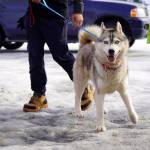 Dogs are escorted into a free spay/neuter clinic at the Moose Pass Fire Station in Moose Pass, Alaska, on Thursday, March 21, 2024. (Jake Dye/Peninsula Clarion)