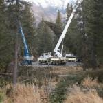 A roughly 75-foot Lutz spruce is lowered after being cut down on Tuesday, Oct. 27, 2015, in the Chugach National Forest near Seward. The tree was selected from six contenders as the 2015 U.S. Capitol Christmas Tree through a program run by the U.S. Forest Service. (Megan Pacer/Peninsula Clarion file photo)