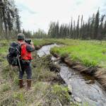 Wetlands are surveyed by the Kachemak Heritage Land Trust. (Photo provided by the Kachemak Heritage Land Trust)