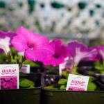 Flowers and plants fill the Fireweed Greenhouse in Kenai, Alaska, on Sunday, April 7, 2024. (Jake Dye/Peninsula Clarion)