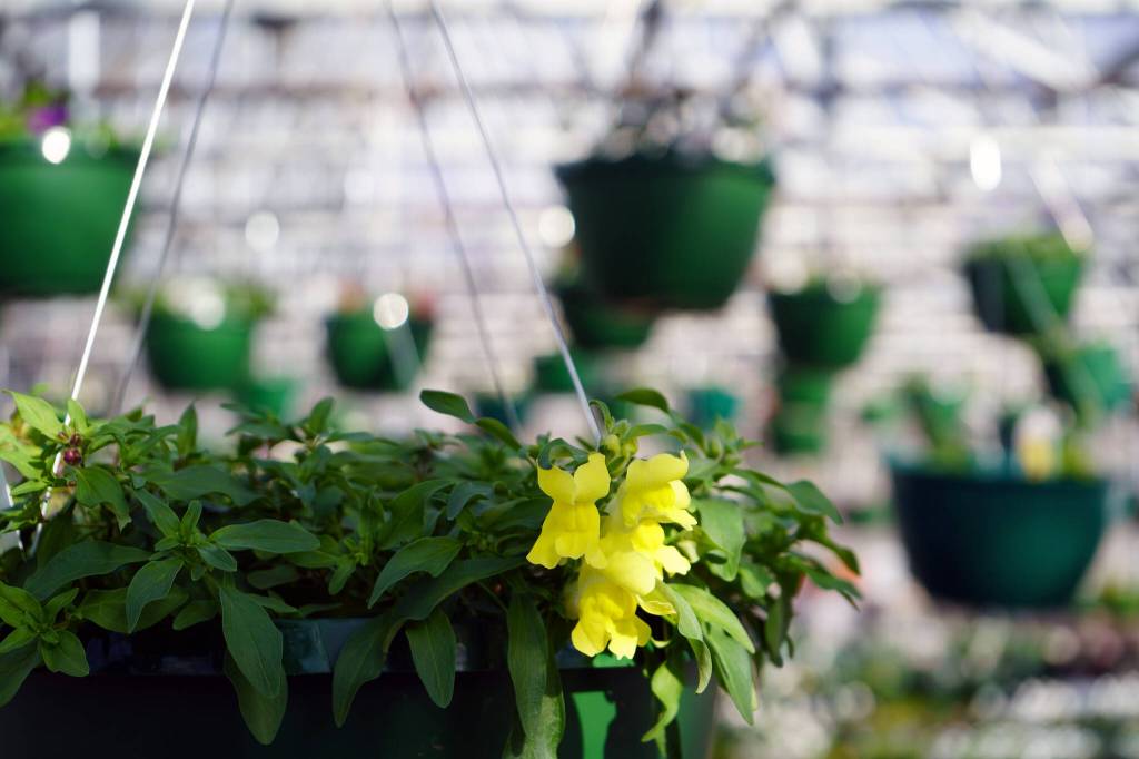 Flowers and plants fill the Fireweed Greenhouse in Kenai, Alaska, on Sunday, April 7, 2024. (Jake Dye/Peninsula Clarion)