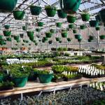 Flowers and plants fill the Fireweed Greenhouse in Kenai, Alaska, on Sunday, April 7, 2024. (Jake Dye/Peninsula Clarion)