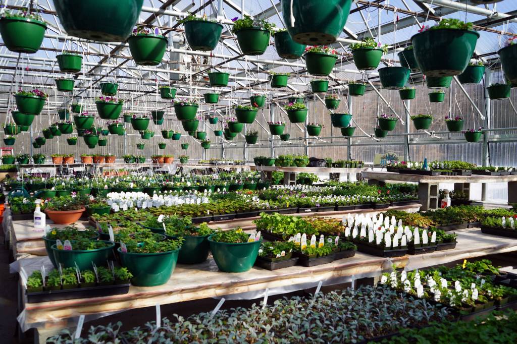 Flowers and plants fill the Fireweed Greenhouse in Kenai, Alaska, on Sunday, April 7, 2024. (Jake Dye/Peninsula Clarion)
