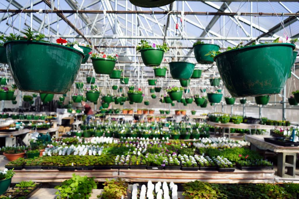 Flowers and plants fill the Fireweed Greenhouse in Kenai, Alaska, on Sunday, April 7, 2024. (Jake Dye/Peninsula Clarion)