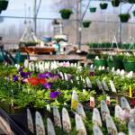 Flowers and plants fill the Fireweed Greenhouse in Kenai, Alaska, on Sunday, April 7, 2024. (Jake Dye/Peninsula Clarion)