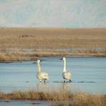 A pair of Trumpeter Swans break through the thin ice in search of emergent vegetation at the Kenai River Flats with Mt. Redoubt in the background. (Photo courtesy T. Eskelin/USFWS)