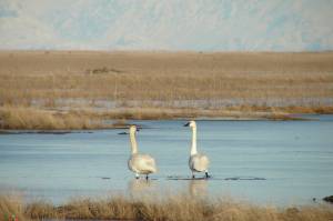 A pair of Trumpeter Swans break through the thin ice in search of emergent vegetation at the Kenai River Flats with Mt. Redoubt in the background. (Photo courtesy T. Eskelin/USFWS)