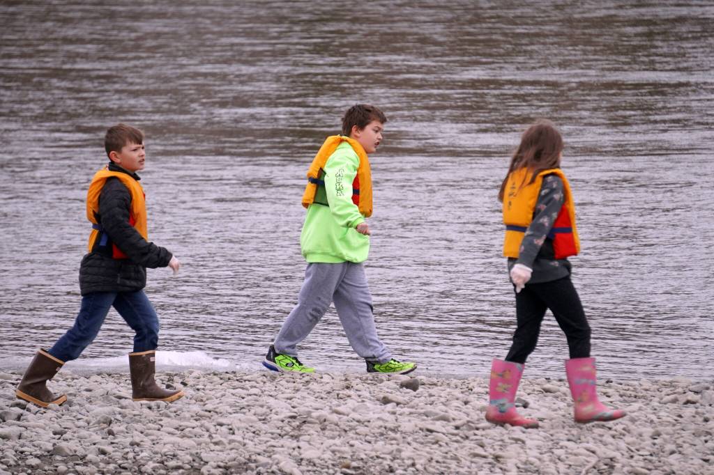 Students of Soldotna Montessori Charter School comb for trash along the banks of the Kenai River at Centennial Park in Soldotna, Alaska, on Thursday, May 2, 2024. (Jake Dye/Peninsula Clarion)