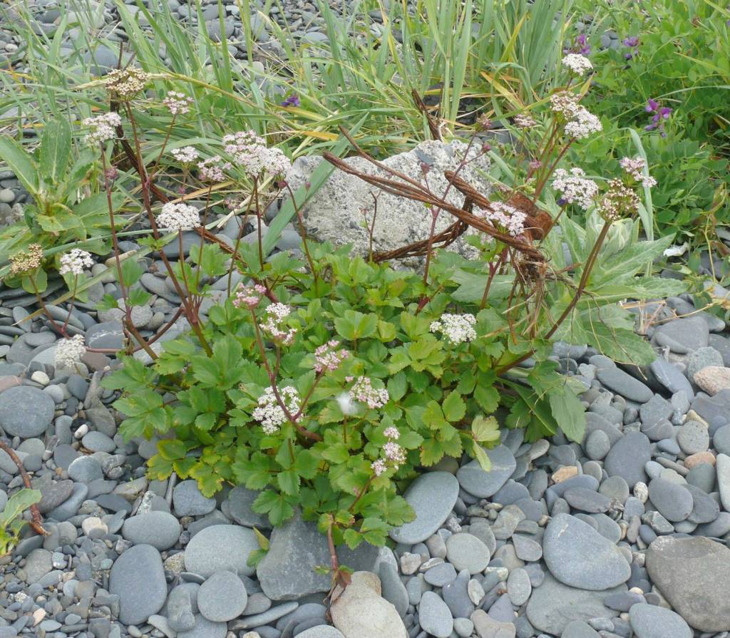 A lovage plant growing at Deep Creek State Recreation Area, July 7, 2017. (Photo by Matt Bowser/USFWS)