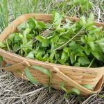 A basket of lovage leaves harvested at a Kenai Peninsula beach, June 9, 2023. (Photo by Matt Bowser/USFWS)