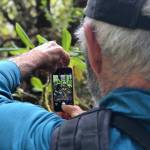Dale Chorman takes a photo of a plant. (Photo provided by Tom Kizzia)