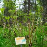 A placard describes the Denaina name for devils club, heshkegh kaa, and includes information about it along the trail from the Kenai National Wildlife Refuge near Soldotna, Alaska, on Saturday, June 1, 2024. (Jake Dye/Peninsula Clarion)
