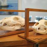 Bear skulls are displayed in a Trails and Hiking Discovery Room at the Kenai National Wildlife Refuge Visitors Center near Soldotna, Alaska, on Saturday, June 1, 2024. (Jake Dye/Peninsula Clarion)