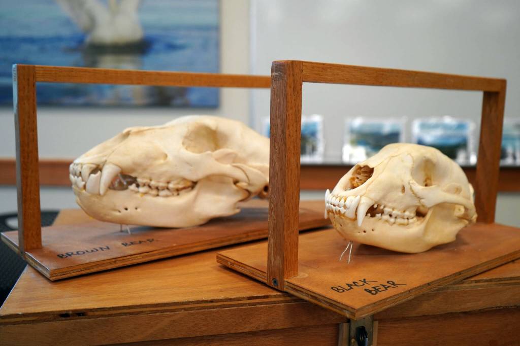 Bear skulls are displayed in a Trails and Hiking Discovery Room at the Kenai National Wildlife Refuge Visitors Center near Soldotna, Alaska, on Saturday, June 1, 2024. (Jake Dye/Peninsula Clarion)