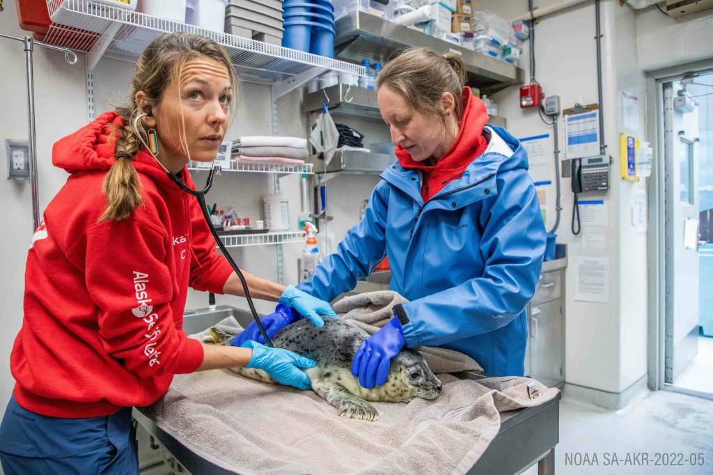 A harbor seal pup rescued from near the Copper River Delta is treated by Wildlife Response Program staff at the Alaska SeaLife Center in Seward, Alaska. (Photo provided by Alaska SeaLife Center)