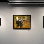 Artwork by Robert Clayton is displayed at the Kenai Art Center in Kenai, Alaska, on Wednesday, June 5, 2024. (Jake Dye/Peninsula Clarion)
Artwork by Robert Clayton is displayed at the Kenai Art Center in Kenai, Alaska, on Wednesday, June 5, 2024. (Jake Dye/Peninsula Clarion)