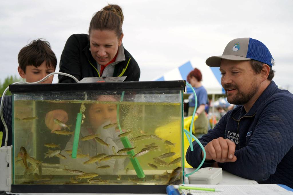 Jake Dye/Peninsula Clarion
Ben Meyer, environmental scientist and water quality coordinator for the Kenai Watershed Forum, teaches children about young salmon freshly pulled from Soldotna Creek during the Kenai River Fair at Soldotna Creek Park in Soldotna, Alaska, on Saturday, June 7, 2024.