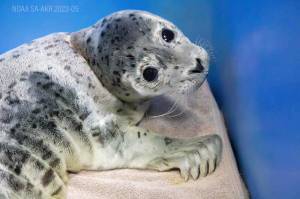 A seal pup rescued from the Kenai Beach is in the care of the Alaska SeaLife Centers Wildlife Response Program in Seward, Alaska, on June 6, 2024. (Photo provided by Alaska SeaLife Center)