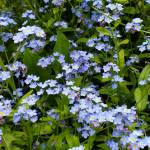 Forget-me-nots are in bloom on Tuesday, June 11, 2024 near a certain raspberry patch in Homer, Alaska. (Delcenia Cosman/Homer News)