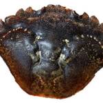 Learn to identify the invasive green crab. (Photo provided by NOAA)