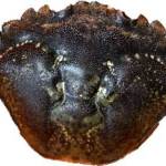 Learn to identify the invasive green crab. (Photo provided by NOAA)