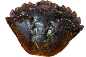 Learn to identify the invasive green crab. (Photo provided by NOAA)