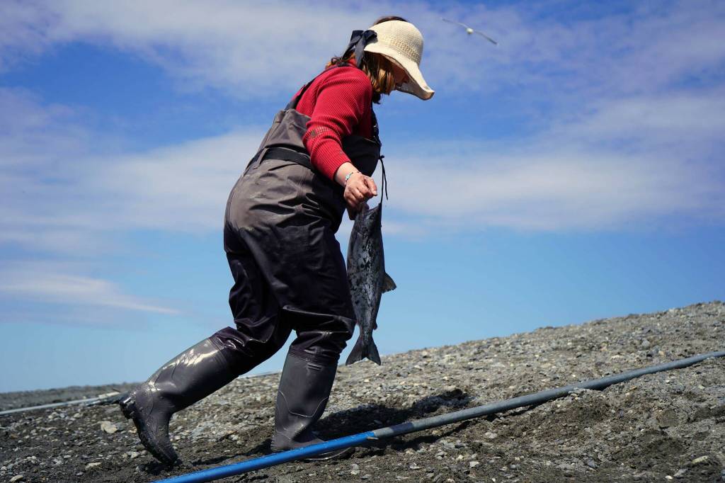 A fisher carries a sockeye salmon away from the water during the opening day of the personal use dipnet fishery at the mouth of the Kasilof River in Alaska, on Tuesday, June 25, 2024. (Jake Dye/Peninsula Clarion)