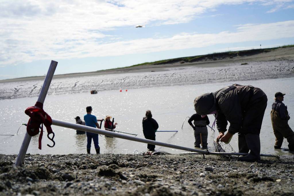 A fisher extracts a sockeye salmon from his net during the opening day of the personal use dipnet fishery at the mouth of the Kasilof River in Alaska, on Tuesday, June 25, 2024. (Jake Dye/Peninsula Clarion)