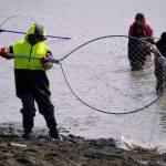 A fisher lifts a net carrying a sockeye salmon up and out of the water during the opening day of the personal use dipnet fishery at the mouth of the Kasilof River in Alaska, on Tuesday, June 25, 2024. (Jake Dye/Peninsula Clarion)