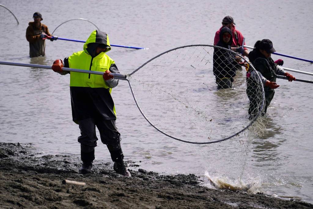 A fisher lifts a net carrying a sockeye salmon up and out of the water during the opening day of the personal use dipnet fishery at the mouth of the Kasilof River in Alaska, on Tuesday, June 25, 2024. (Jake Dye/Peninsula Clarion)