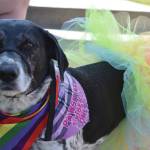 Photo by Erin Thompson/Peninsula Clarion
One of several dogs decked out in Pride apparel waits for the start of the pet costume contest during the Pride in the Park celebration on Saturday, June 22, 2024, in Soldotna Creek Park, Soldotna, Alaska Creek Park.