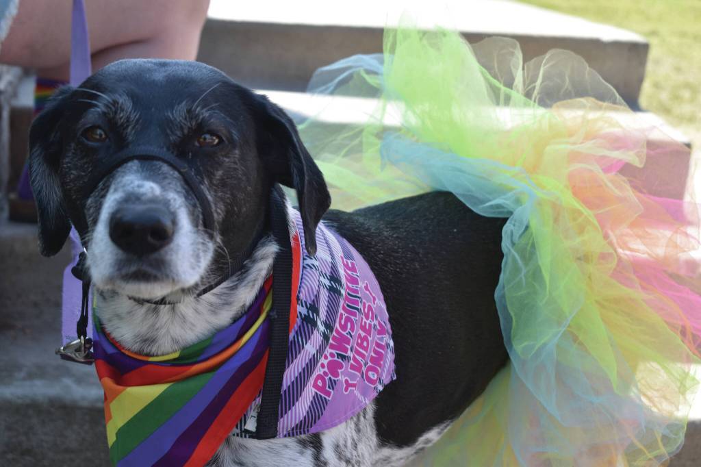 Photo by Erin Thompson/Peninsula Clarion
One of several dogs decked out in Pride apparel waits for the start of the pet costume contest during the Pride in the Park celebration on Saturday, June 22, 2024, in Soldotna Creek Park, Soldotna, Alaska Creek Park.