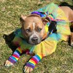Attendees decked out in rainbow hues celebrate Soldotna Prides Pride in the Park at Soldotna Creek Park in Soldotna, Alaska, on Saturday, June 22, 2024. (Photo by Michele Vasquez, provided by Soldotna Pride)