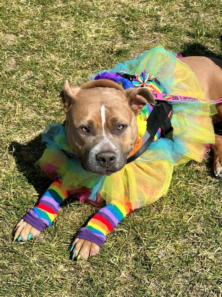 Attendees decked out in rainbow hues celebrate Soldotna Prides Pride in the Park at Soldotna Creek Park in Soldotna, Alaska, on Saturday, June 22, 2024. (Photo by Michele Vasquez, provided by Soldotna Pride)