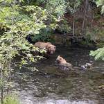 Brown bears fishing for salmon on the Russian River. (Photo by Kris Inman/USFWS)