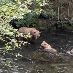 Brown bears fishing for salmon on the Russian River. (Photo by Kris Inman/USFWS)