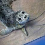 A harbor seal pup rescued from near the Copper River Delta is photographed at the Alaska SeaLife Center in Seward, Alaska. (Photo provided by Alaska SeaLife Center)