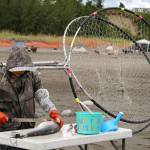 Gina Plank processes sockeye salmon caught on the first day of Kenai River dipnetting with her table set up on the bank of the Kenai River in Kenai, Alaska, on Wednesday, July 10, 2024. (Jake Dye/Peninsula Clarion)