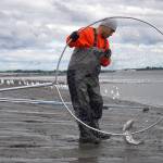 A fisher untangles a freshly caught sockeye salmon from his net on the bank of the Kenai River in Kenai, Alaska, on Wednesday, July 10, 2024. (Jake Dye/Peninsula Clarion)