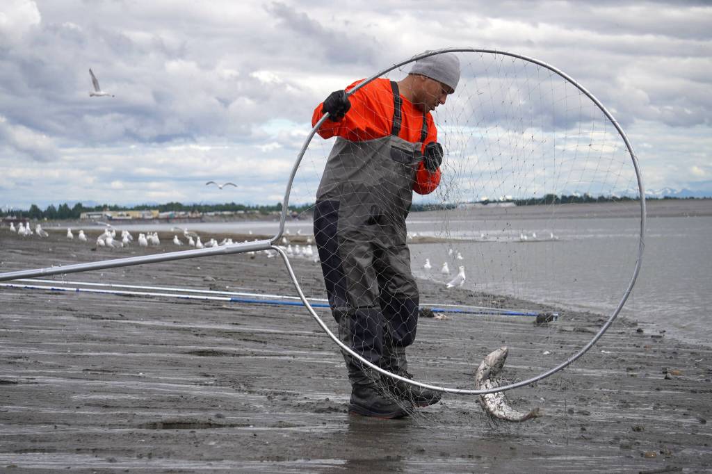 A fisher untangles a freshly caught sockeye salmon from his net on the bank of the Kenai River in Kenai, Alaska, on Wednesday, July 10, 2024. (Jake Dye/Peninsula Clarion)