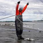 A fisher untangles a freshly caught sockeye salmon from his net on the bank of the Kenai River in Kenai, Alaska, on Wednesday, July 10, 2024. (Jake Dye/Peninsula Clarion)