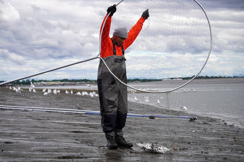 A fisher untangles a freshly caught sockeye salmon from his net on the bank of the Kenai River in Kenai, Alaska, on Wednesday, July 10, 2024. (Jake Dye/Peninsula Clarion)