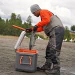 A freshly caught sockeye salmon is deposited in a cooler on the bank of the Kenai River in Kenai, Alaska, on Wednesday, July 10, 2024. (Jake Dye/Peninsula Clarion)