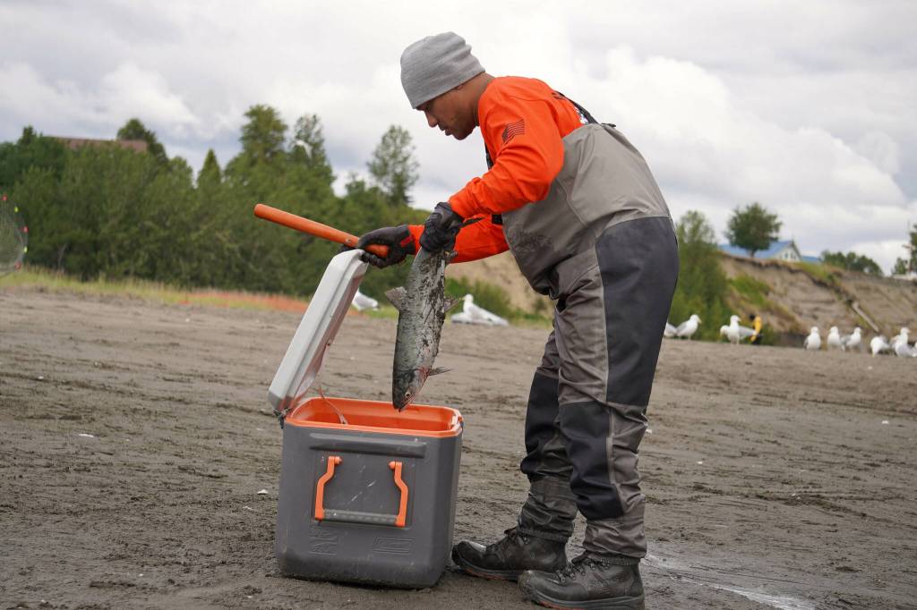 A freshly caught sockeye salmon is deposited in a cooler on the bank of the Kenai River in Kenai, Alaska, on Wednesday, July 10, 2024. (Jake Dye/Peninsula Clarion)