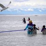 Fishers stand with net extended in the Kenai River in Kenai, Alaska, on Wednesday, July 10, 2024. (Jake Dye/Peninsula Clarion)