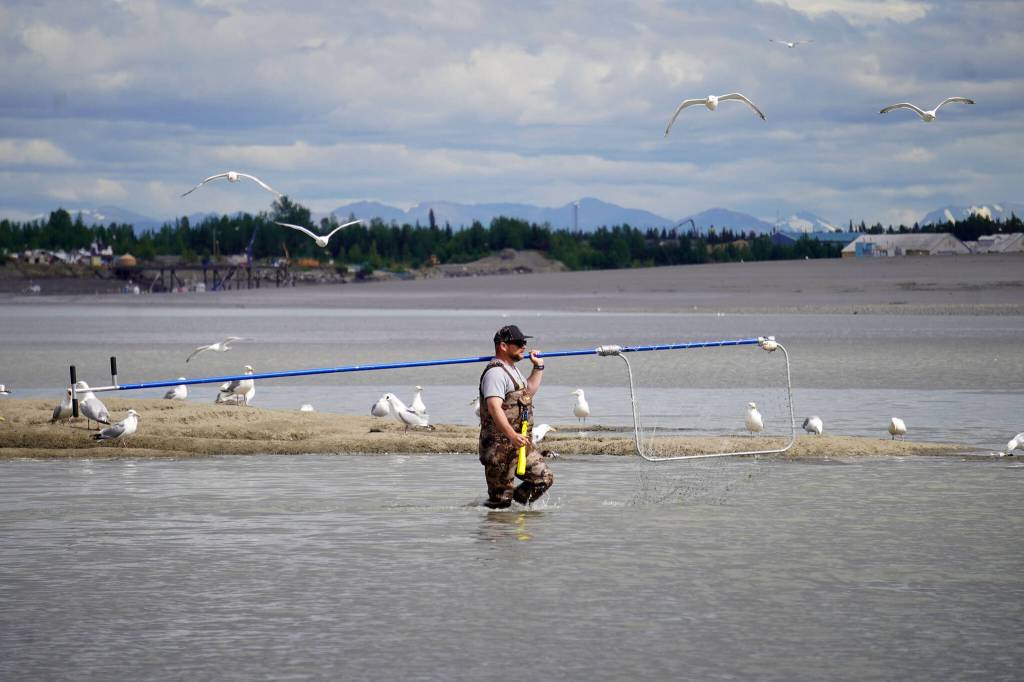 A fisher carries their net into the Kenai River in Kenai, Alaska, on Wednesday, July 10, 2024. (Jake Dye/Peninsula Clarion)