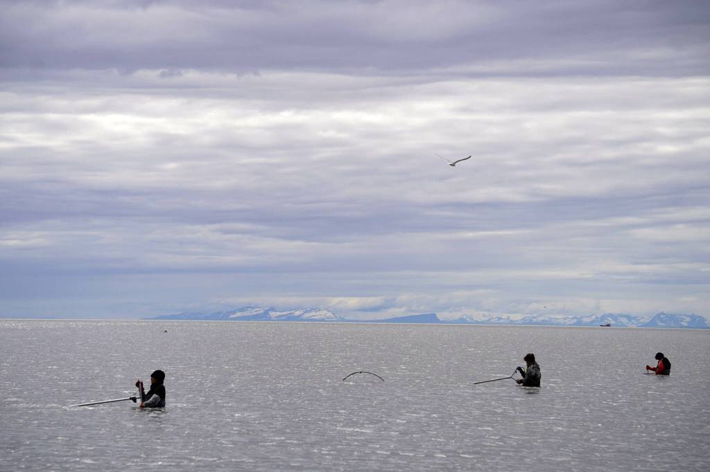 Fishers stand with nets extended in the Kenai River in Kenai, Alaska, on Wednesday, July 10, 2024. (Jake Dye/Peninsula Clarion)