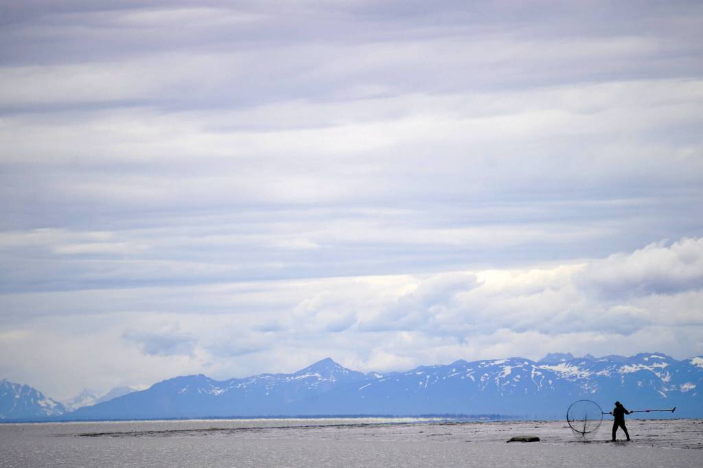 A fisher carries their net into the Kenai River in Kenai, Alaska, on Wednesday, July 10, 2024. (Jake Dye/Peninsula Clarion)
