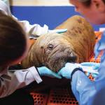 Alaska SeaLife Center Animal Care Specialist Maddie Welch (left) and Veterinary Technician Jessica Davis (right) feeds the orphaned female Pacific walrus calf patient that arrived from Utqiagvik, Alaska on Monday, July 22. Walruses are rare patients for the Wildlife Response Department, with only eleven total and just one other female since the ASLC opened in 1998. Photo by Kaiti Grant